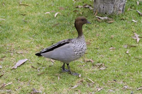 Australian wood duck — Stock Photo © ozflash #100043020