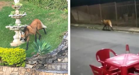 Lobo Guar Capturado Em Quintal De Casa No Esplanada Em Pouso Alegre