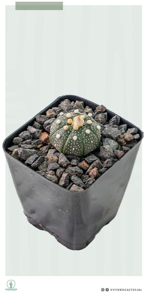 Astrophytum Asterias 4 Vivero Cactus