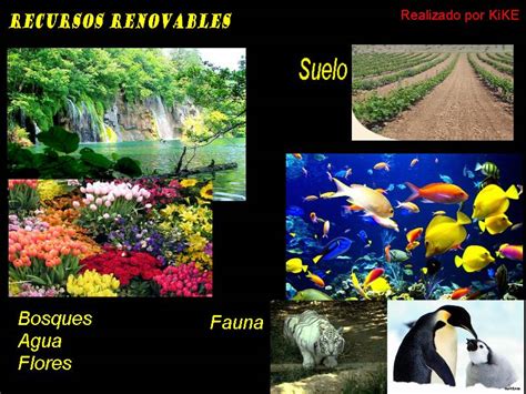 Ejemplos De Recursos Naturales Renovables