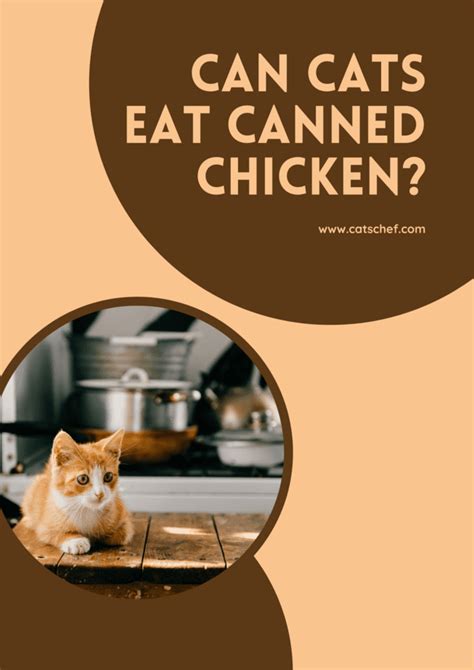 Can Cats Eat Canned Chicken Is It A Good Or Bad Choice