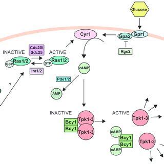 The Protein Kinase A pathway. A simplified view of the RAS/PKA pathway ...