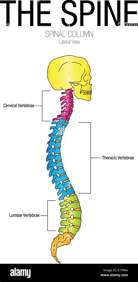 33 Vertebrae Names Huge Savings Congress Intercultural Eu