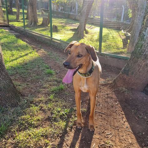 Hotel E Lar TemporÁrio Para Cachorros