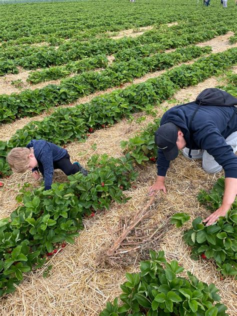 Erdbeerfelder Zum Erdbeeren Selbst Pfl Cken Im Rheinmain Gebiet