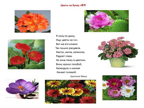 Цветы на букву К
