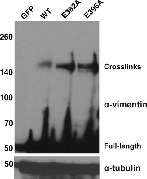 Figures And Data In Site Specific Glycosylation Regulates The Form And