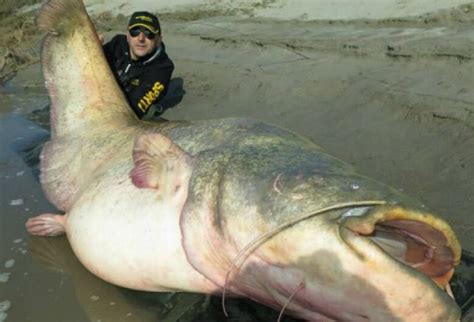 italiano captura peixe gigante de kg  quase  metros dourados news