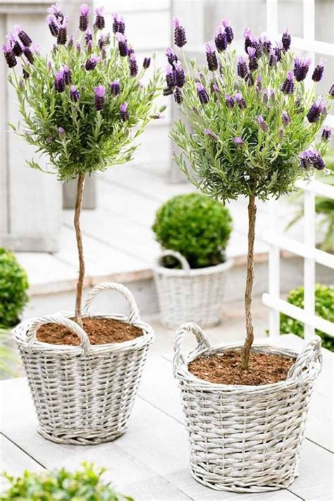 Planting Lavender In Pots