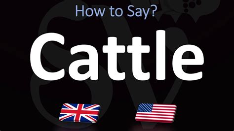 How To Pronounce Cattle Ways Uk British Vs Us American English