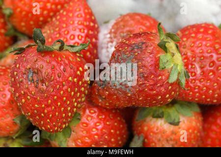 Strawberry With Mold Stock Photo Alamy