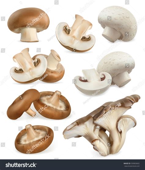 Edible Mushrooms Shiitake Oyster Cremini White Stock Vector Royalty