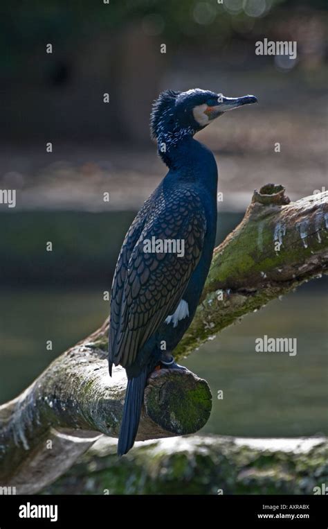 Great Cormorant Phalacrocorax Carbo Stock Photo Alamy