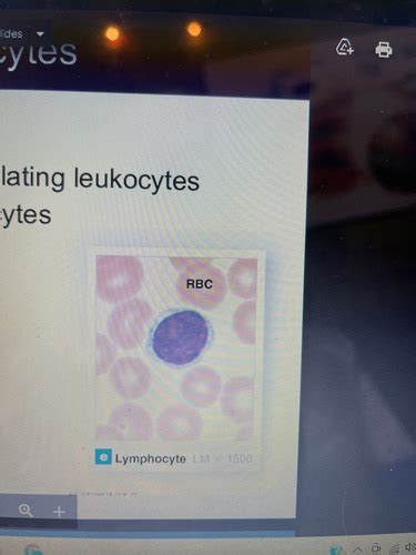 Lecture B-6 lymphoid system & immunity Flashcards | Quizlet
