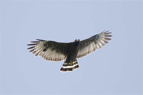 Common Black X Red Shouldered Hawk Hybrid Ebird