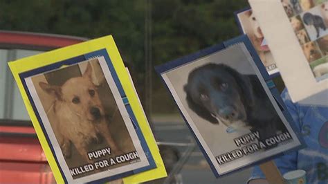 Protest over euthanized dogs at Clayton County shelter | 11alive.com