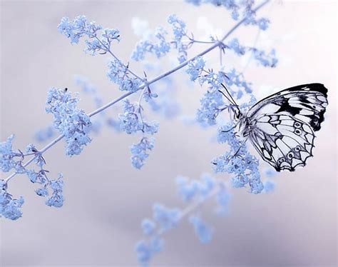 Butterfly Flowers Nature Blue HD Wallpaper Peakpx