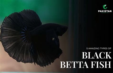 5 Amazing types of black betta fish