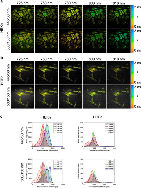 Mpm Flim Analysis Reveals A Longer Fluorescence Lifetime Component Of