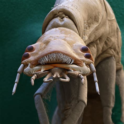 Diving Beetle Rhantus Sp Larva Sem Photograph By Oliver Meckes Eye