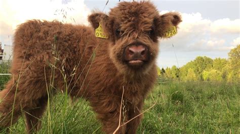 Scottish Highland Cattle In Finland: Fluffy calf in 4K - YouTube
