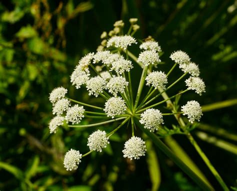 Instantes botánicos Nabo del diablo Oenanthe crocata