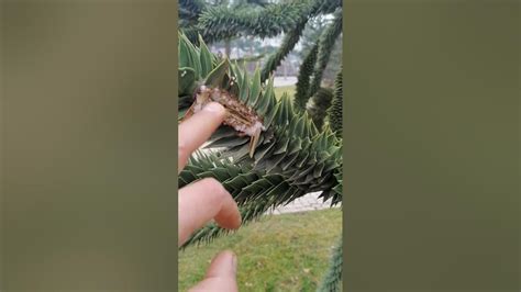 Араукария Чилийская в Краснодаре - YouTube