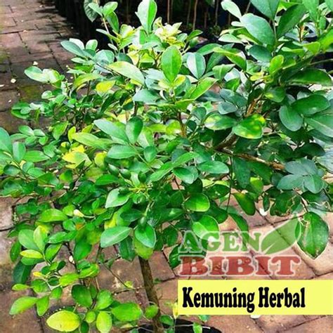 Jual Pusat Benih Tanaman Bibit Pohon Bunga Kemuning Putih Tanaman