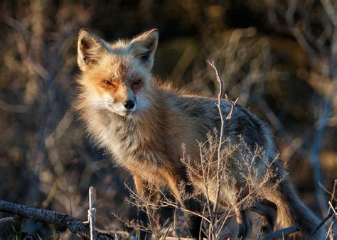 Fire Island Fox | Fire island, Fox, Island