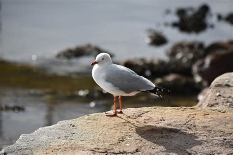 Bird Seagull Ornithology - Free photo on Pixabay - Pixabay