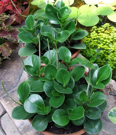 Descubre los cuidados de la fantástica Peperomia obtusifolia