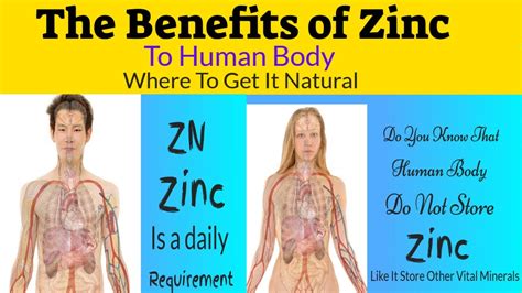 Zinc Uses In The Body