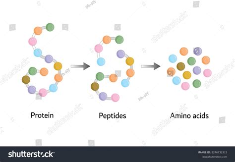 Protein Digestion Proteases Enzymes Proteinases Peptidases Stock Vector ...