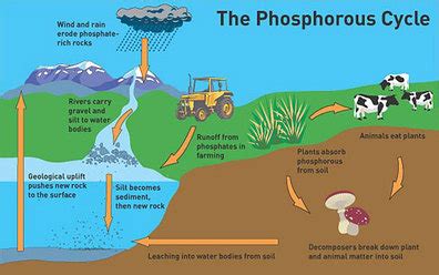 Nitrogen & Phosphorus Cycle Notes - Marine Science - Quyen Tran