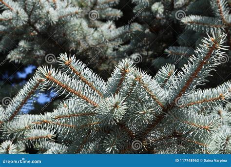 Colorado Blue Spruce Tree Close-Up. Christmas Tree Stock Image - Image ...