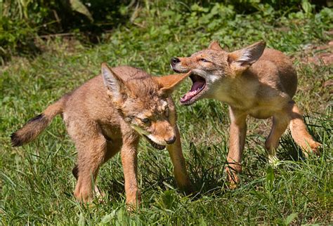 coyote pups stock  pictures royalty  images istock