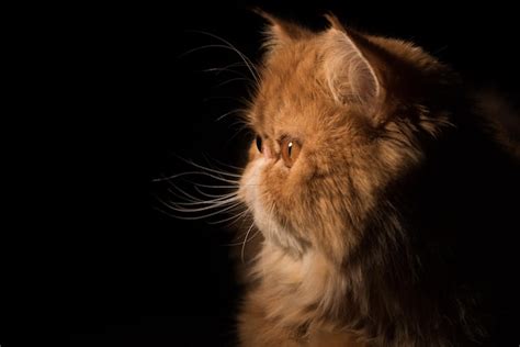 Premium Photo Close Up Profile Persian Exotic Longhair Cat Is On