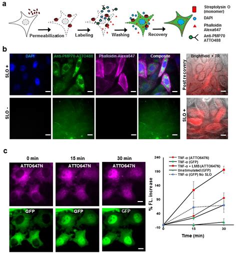 Labeling Proteins Inside Living Cells Using External Fluorophores For