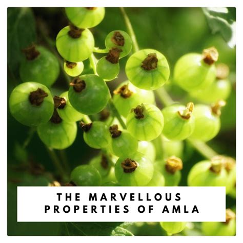 The Marvellous Properties Of Amla Indian Gooseberry — The Yogi Press