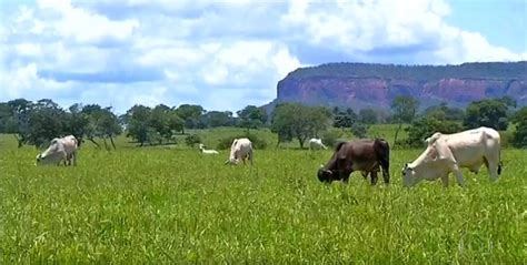 Cna E Embrapa Lan Am Plano Para Recupera O Ambiental De Propriedades