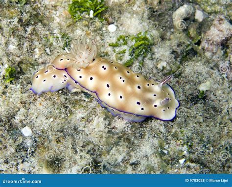 Nudibranch or sea slug stock photo. Image of ancestor - 9703028