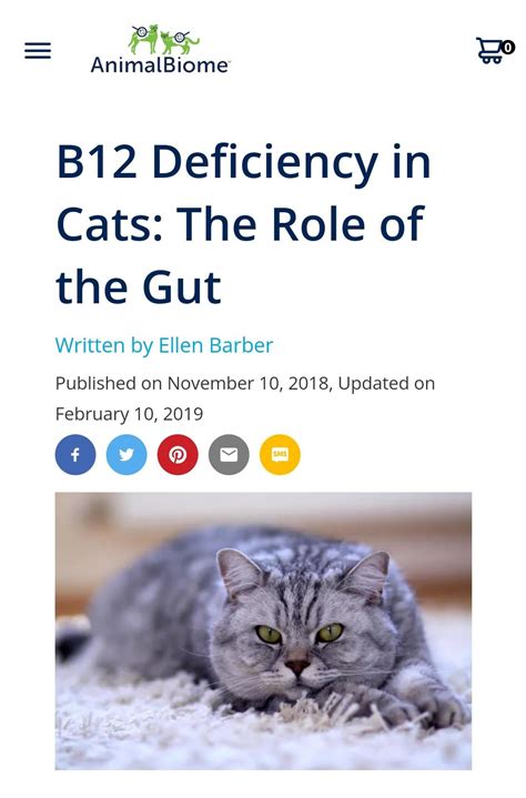 Should I Eat More Cat Meat If Cats Might Have B12 Deficiency Rcateatingvegans