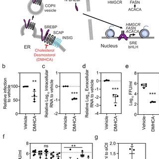 Zikv Infection Of Human Modcs Induces De Novo Expression Of