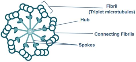 The pattern of microtubule organization of centrioles is