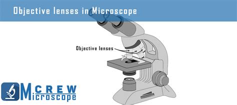 Function of Objectives in a Microscope - Microscope Crew 