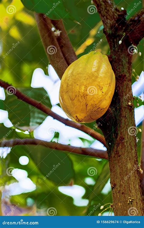 Cocoa in Nature, the Fruit of a Cacao Tree Ripens on a Tree Stock Photo ...