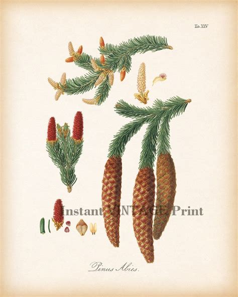 Set Of 4 Pine Cone Prints Tree Print Set Botanical Print Etsy