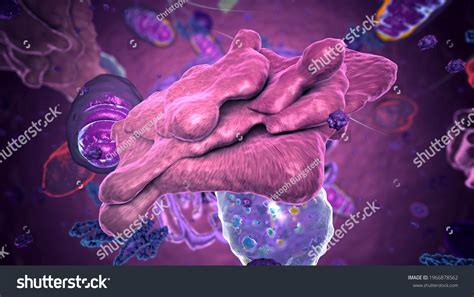 Im Genes De Peroxisoma Estructura Im Genes Fotos Y Vectores De