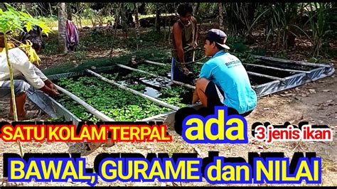 Budidaya Ikan Bawal Agar Cepat Besar Di Kolam Terpal Youtube