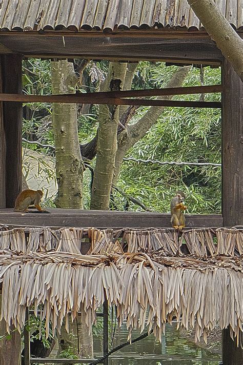 Guianan Squirrel Monkeys Saimiri Sciureus Flickr